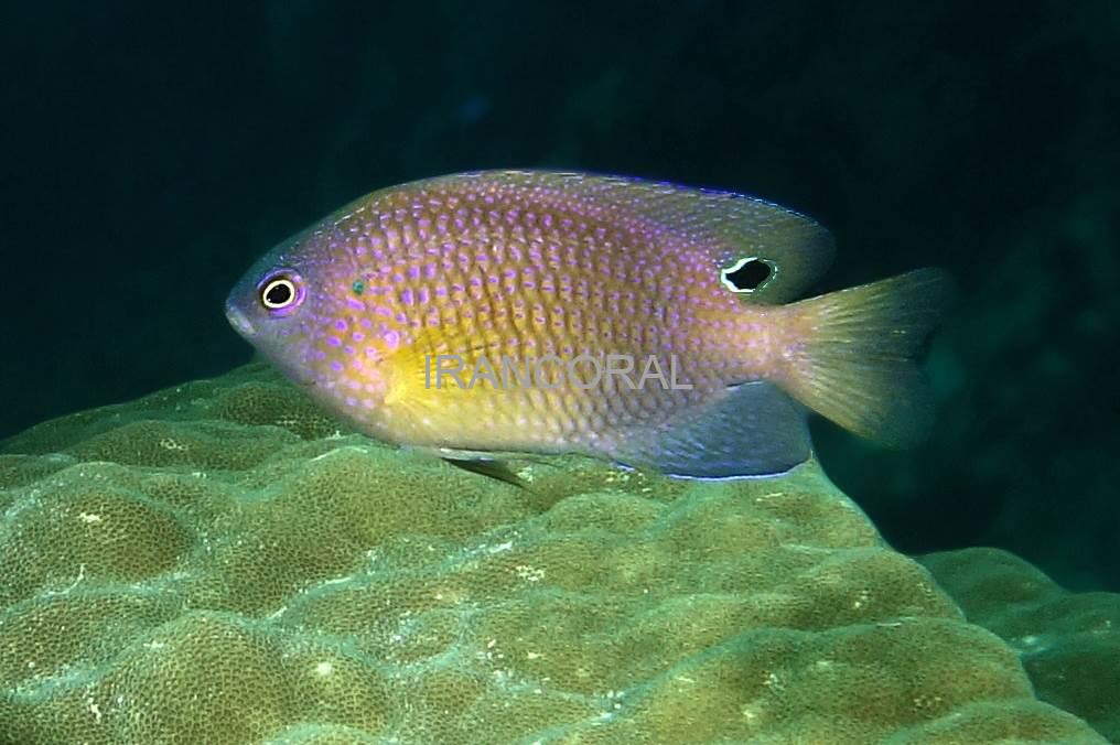 دامسل پرنسس