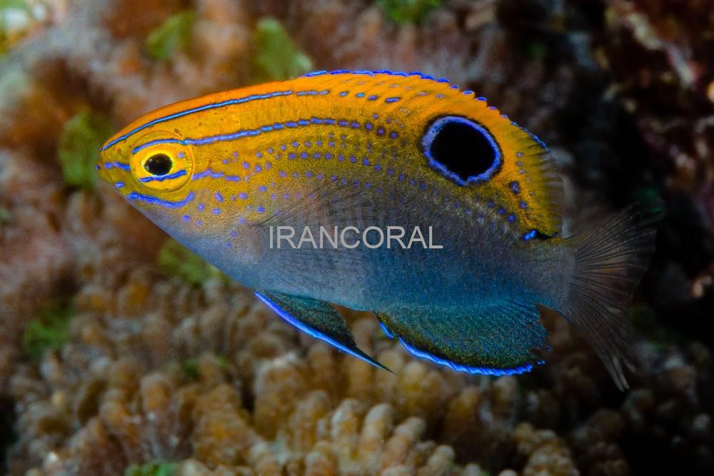 دامسل پرنسس