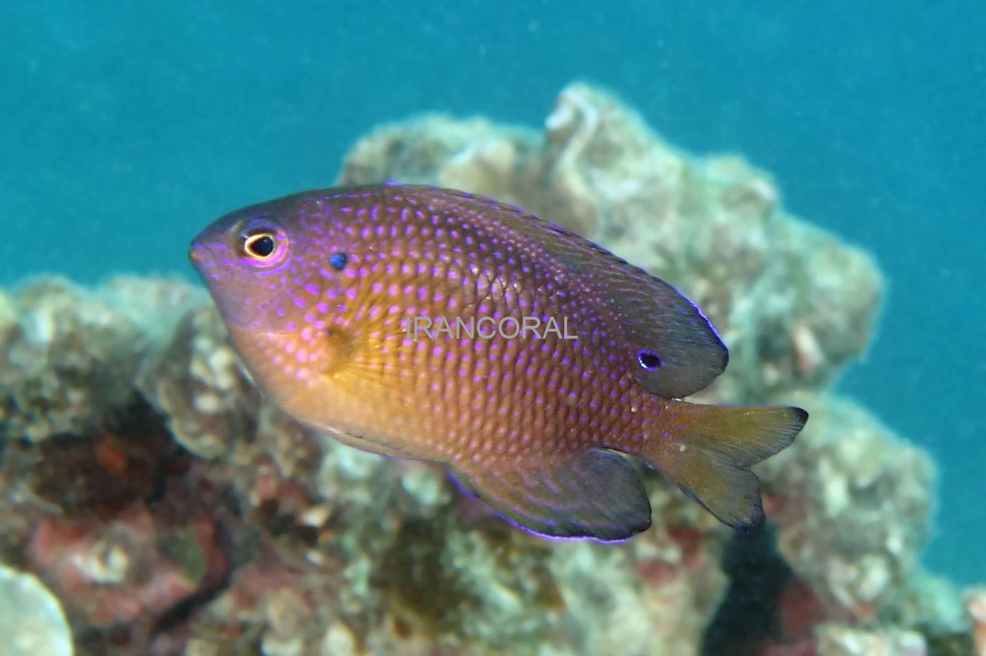 دامسل پرنسس