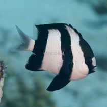 Three Stripe Damselfish
