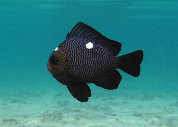Three Spot Domino Damselfish