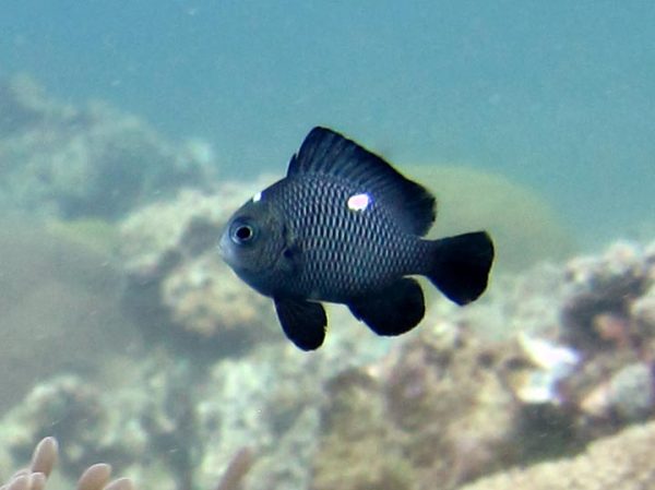 Three Spot Domino Damselfish