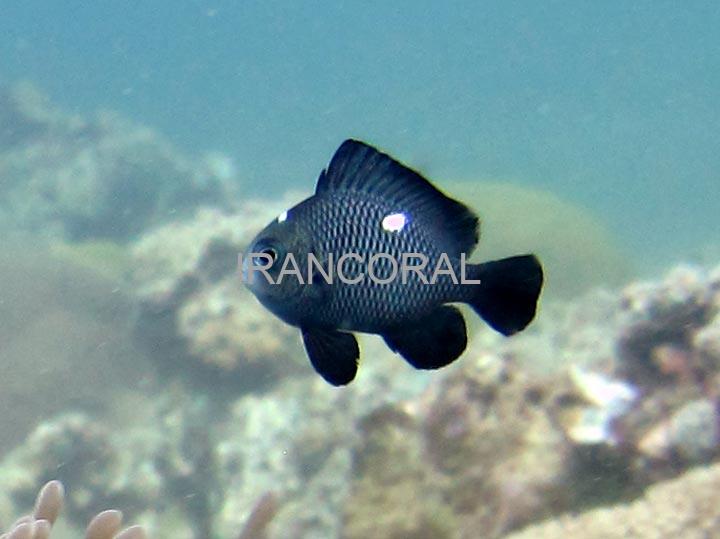 Three Spot Domino Damselfish