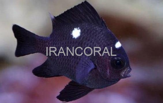 دامسل سه خال