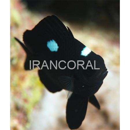 Three Spot Domino Damselfish