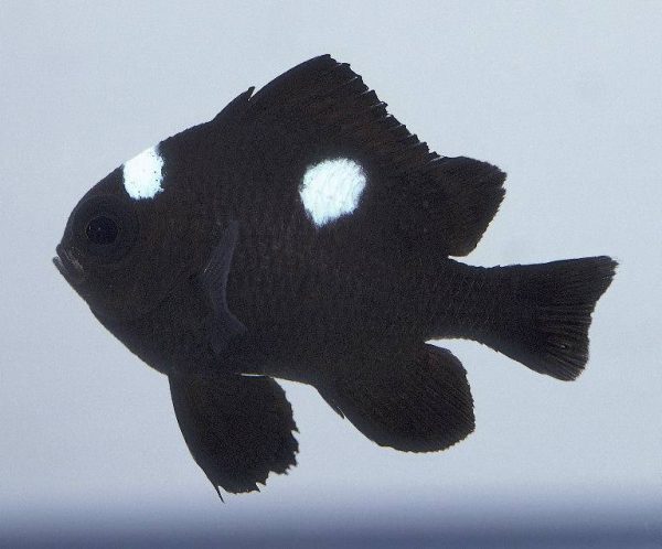 Three Spot Domino Damselfish