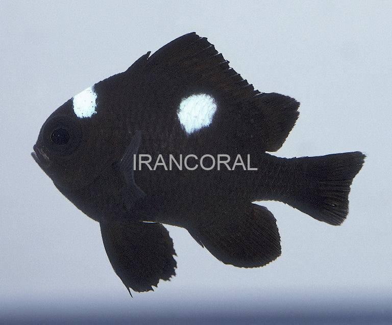 Three Spot Domino Damselfish
