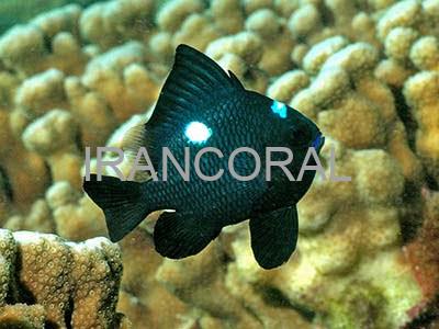 Three Spot Domino Damselfish
