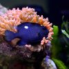 Three Spot Domino Damselfish