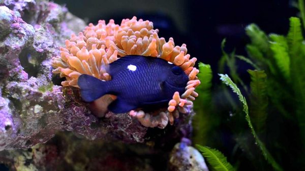 Three Spot Domino Damselfish
