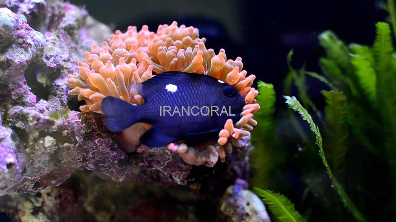 Three Spot Domino Damselfish