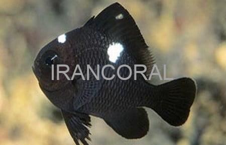 Three Spot Domino Damselfish