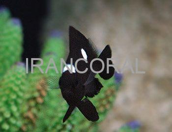 Three Spot Domino Damselfish