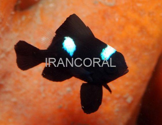 Three Spot Domino Damselfish