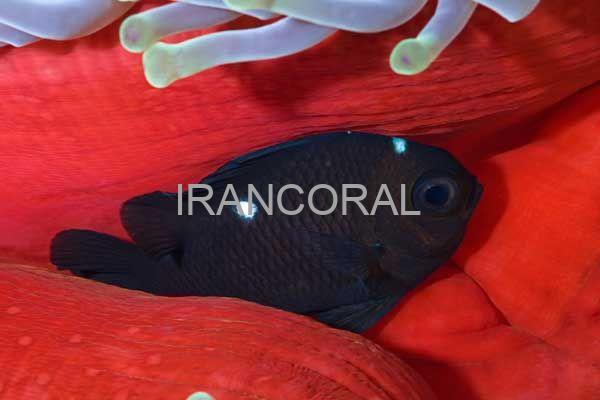 Three Spot Domino Damselfish