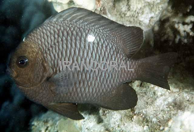 Three Spot Domino Damselfish