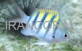 دامسل ملوان