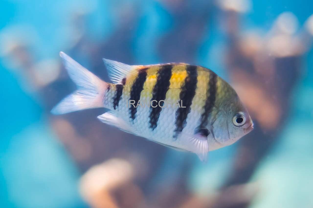 دامسل ملوان