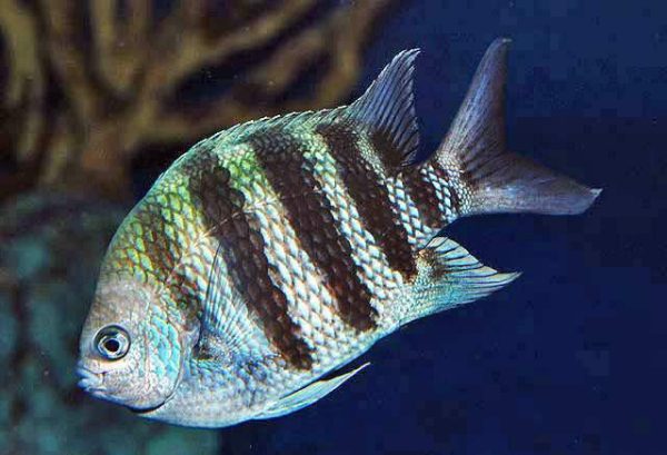 دامسل ملوان