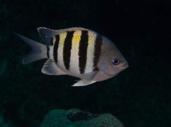 دامسل ملوان