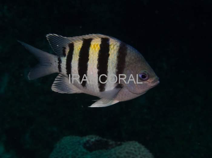 دامسل ملوان