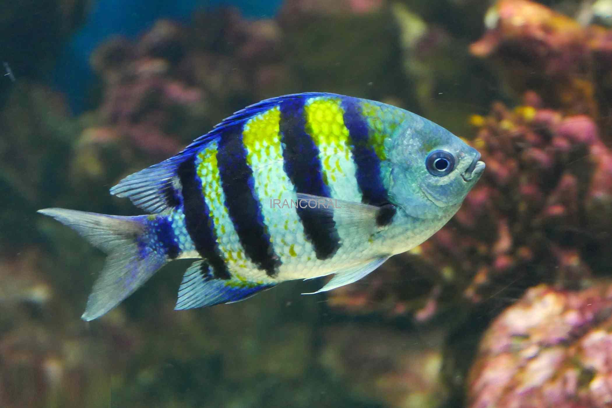 دامسل ملوان