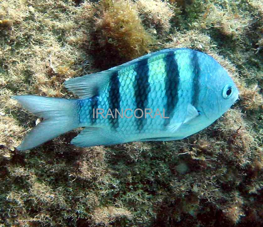 دامسل ملوان