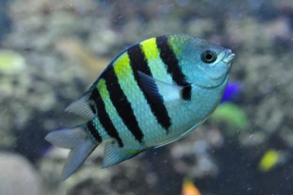 دامسل ملوان