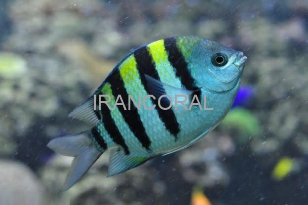 دامسل ملوان