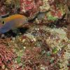 Ocellate Damselfish