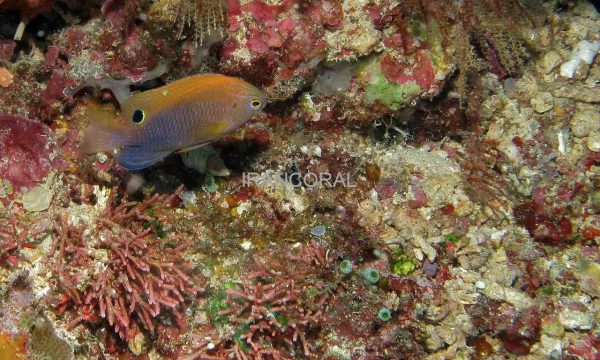 Ocellate Damselfish