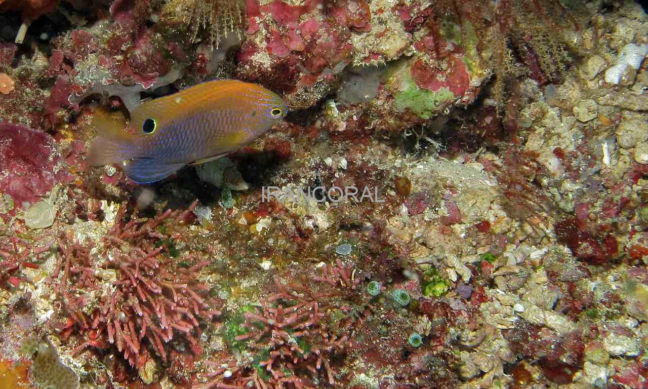 Ocellate Damselfish