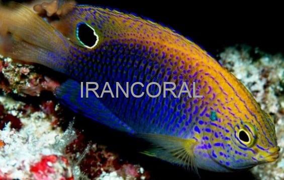 Ocellate Damselfish