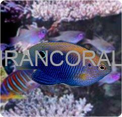Ocellate Damselfish