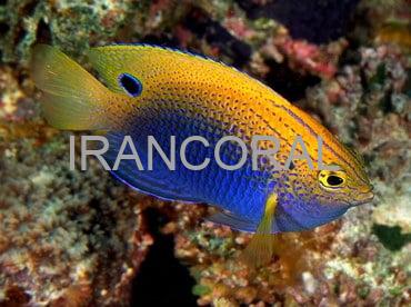 Ocellate Damselfish