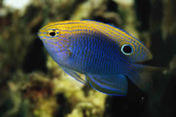 Ocellate Damselfish
