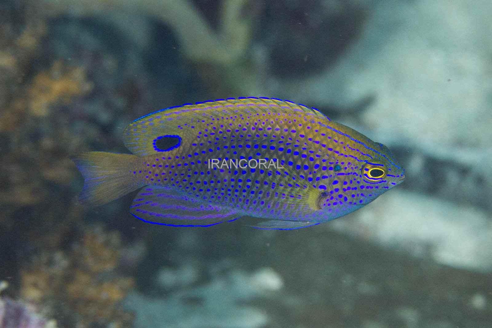 Ocellate Damselfish