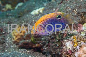 Ocellate Damselfish