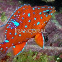 دامسل گاریبالدی