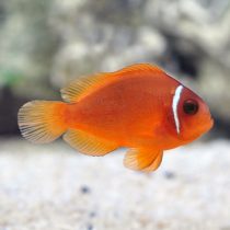 Red Saddle Clownfish