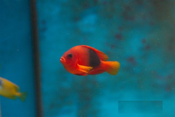 Red Saddle Clownfish