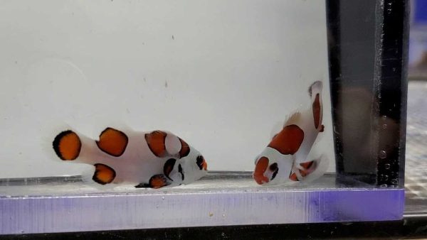 دلقک ماهی ارنج استورم