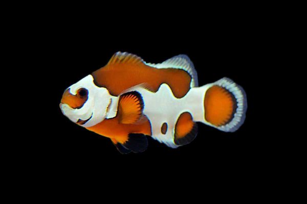 دلقک ماهی ارنج استورم