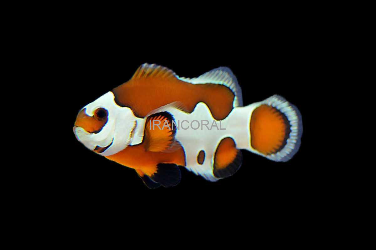 دلقک ماهی ارنج استورم