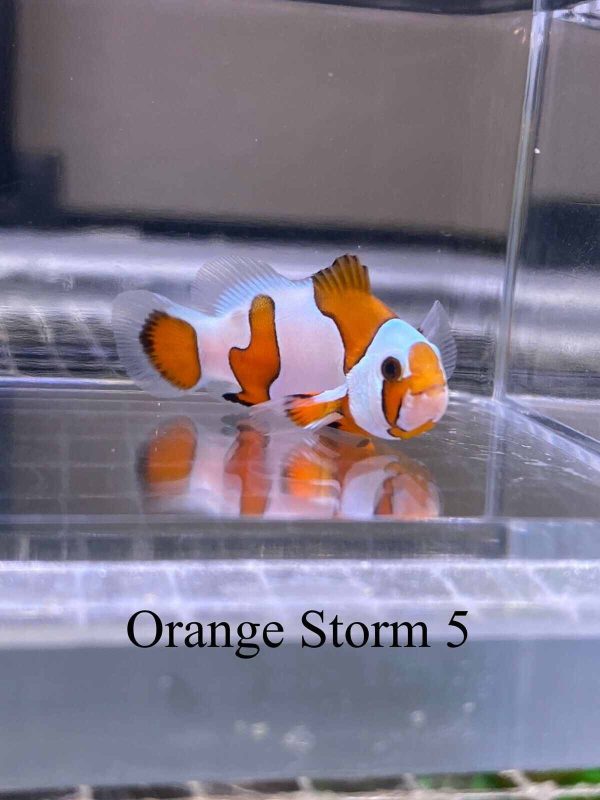 دلقک ماهی ارنج استورم