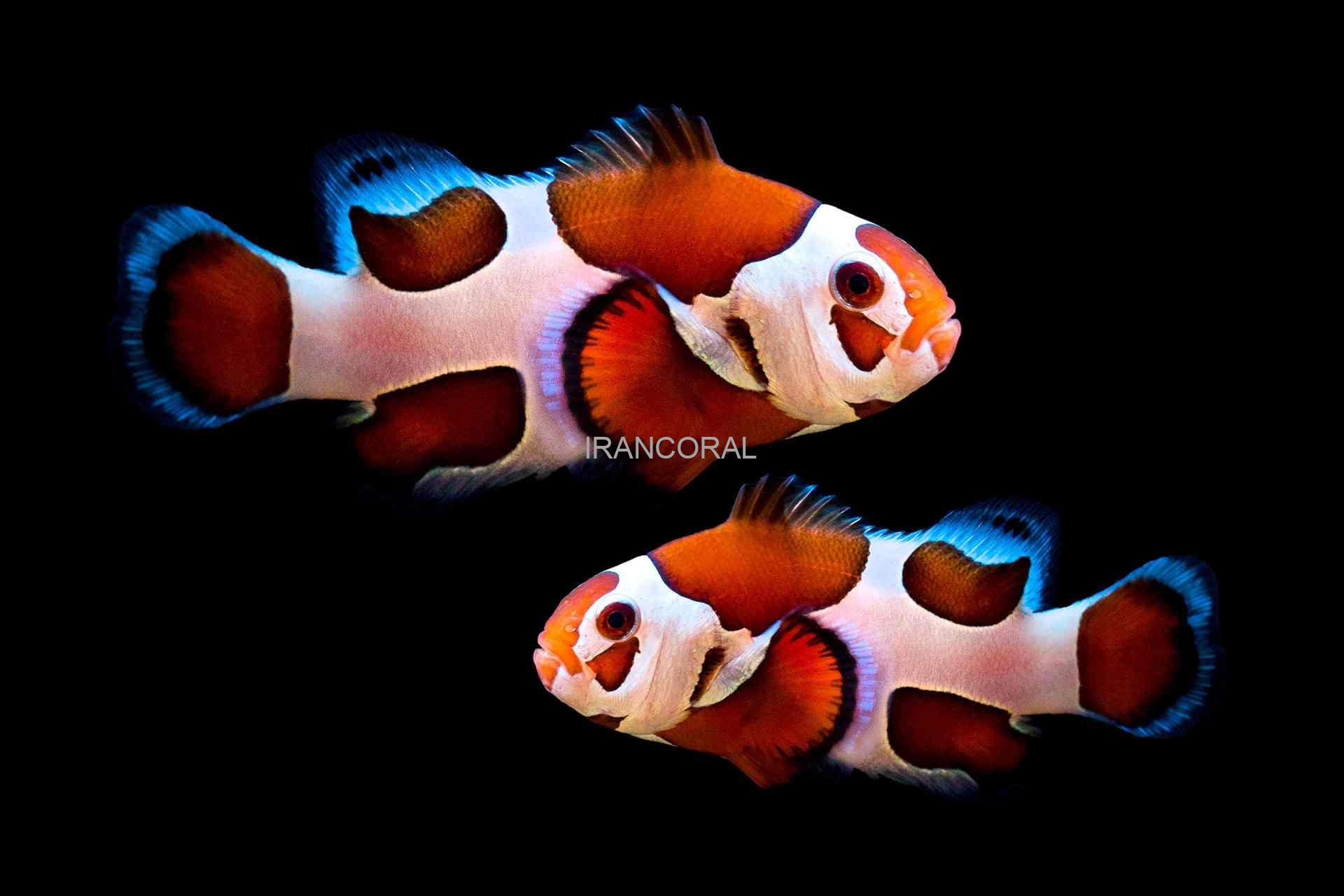 دلقک ماهی ارنج استورم