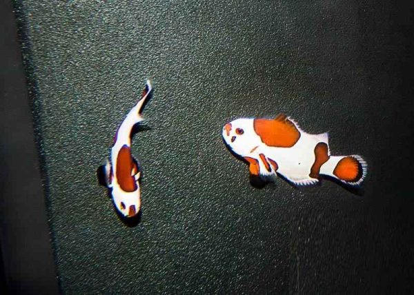 دلقک ماهی ارنج استورم