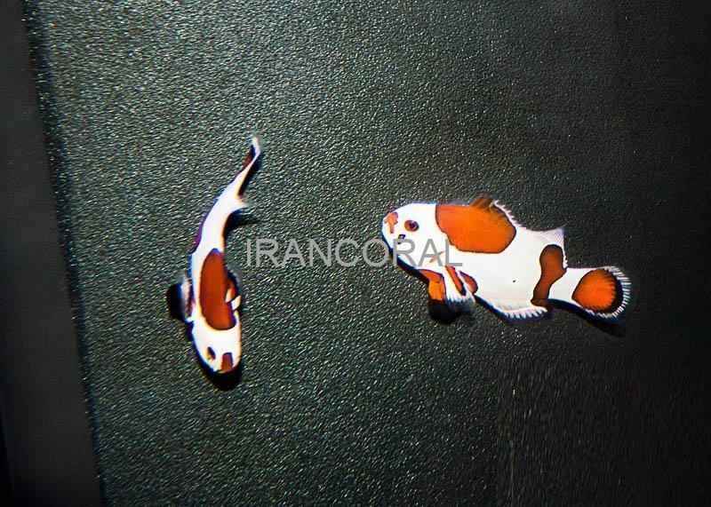 دلقک ماهی ارنج استورم