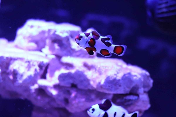 دلقک ماهی ارنج استورم