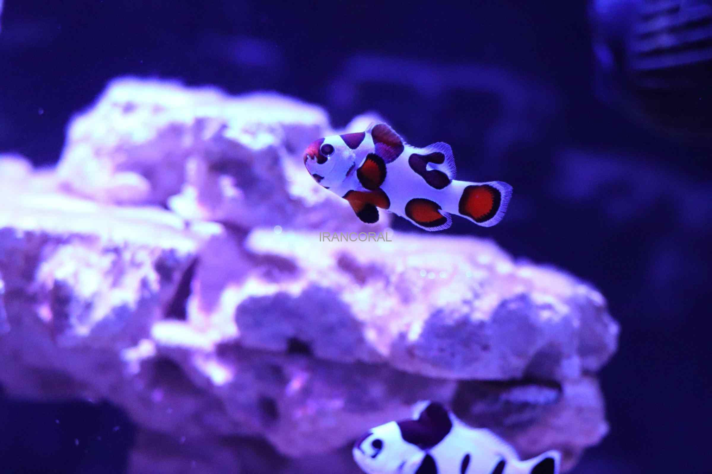 دلقک ماهی ارنج استورم